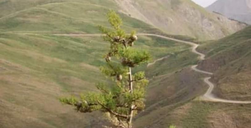 النسخة المصغرة