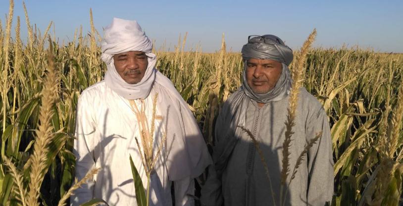 النسخة المصغرة